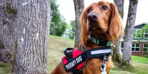 Animal therapy dog