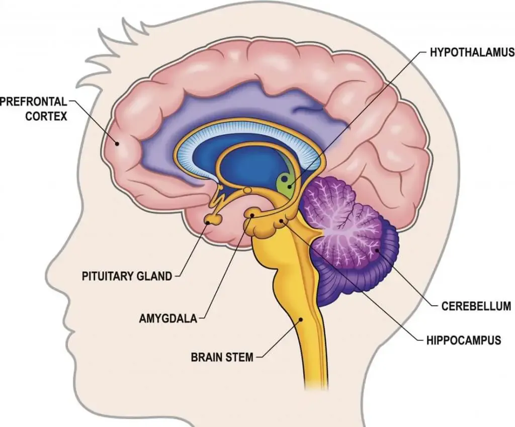 hippocampus