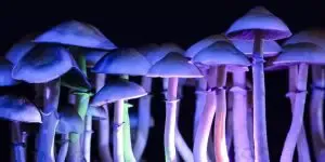 Psilocybin