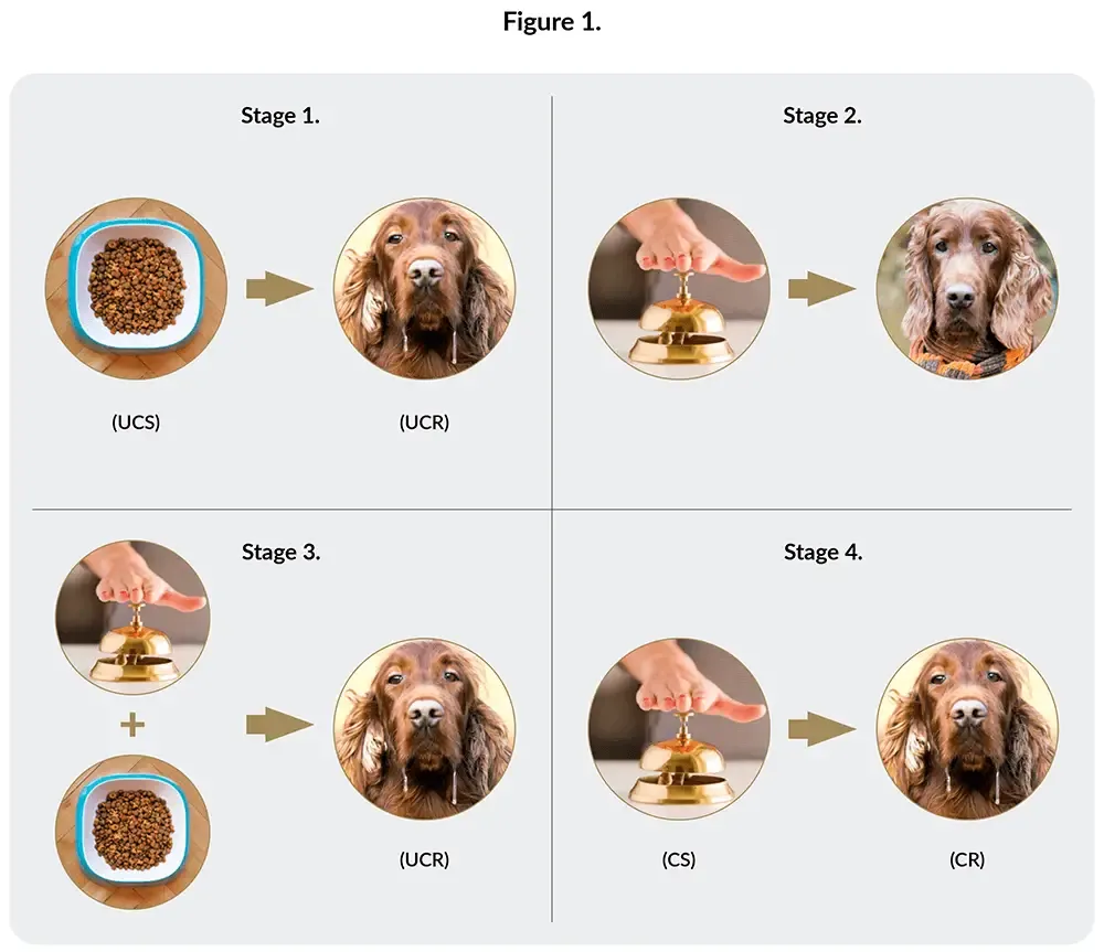 Pavlov's conditioning